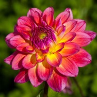 Dahlia Armateras