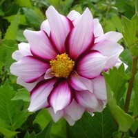 Dahlia Edge Of Joy