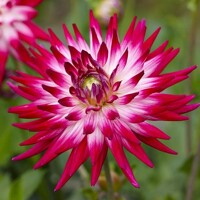 Dahlia Explosion Dutch