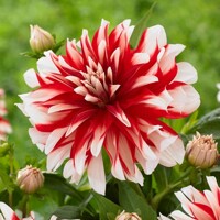 Dahlia Dynamite