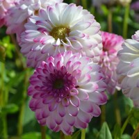 Dahlia Pink Isa