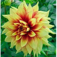 Dahlia Dazzling Sun