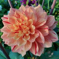 Dahlia Nonette
