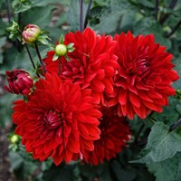 Dahlia Fubuki Red