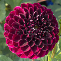 Dahlia Babette