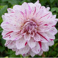 Dahlia Prins Valiant