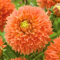 Dahlia Orange Impact