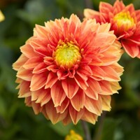 Dahlia Sunset Tropicana