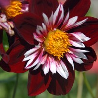 Dahlia Impression Fascinatico