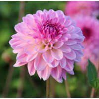Dahlia Lennys Dream