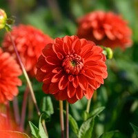 Dahlia Happy Halloween