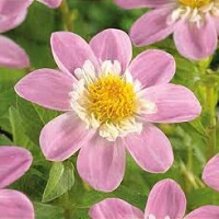 Dahlia Impression Famoso