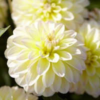 Dahlia Silence Innocent