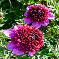 Dahlia Missis Abigail