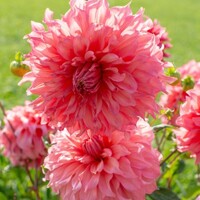 Dahlia Islander