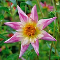 Dahlia Fancy Pants