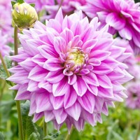 Dahlia Ferncliff Inspiration