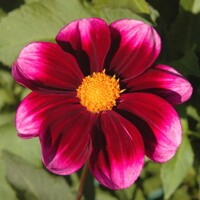 Dahlia Bashfull