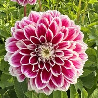 Dahlia Jowey Paradise