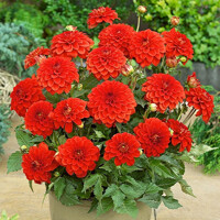 Dahlia Gallery Valentin