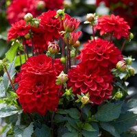 Dahlia Gallery Singer