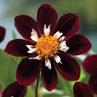 Dahlia Mary Eveline