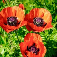 Papaver Orientale