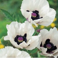 Papaver Royal Wedding
