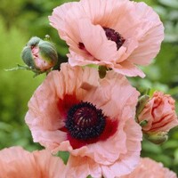 Papaver Helen Elizabeth