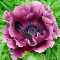 Papaver Ruffled Patty