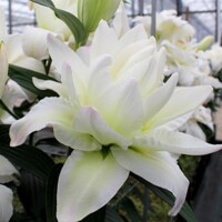 Lalia plná Snowboard