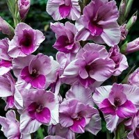 Gladioly Alannah - 5 ks v balení