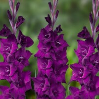 Gladioly Astarte - 5 ks v balení