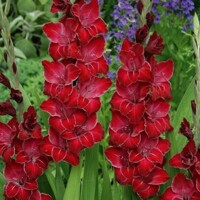 Gladioly Baccara - 5 ks v balení