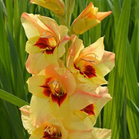 Gladioly Bocelli- 5 ks v balení