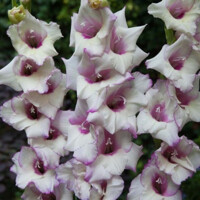 Gladioly Condor Pasa - 5 ks v balení