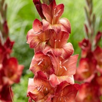 Gladioly Michelle - 5 ks v balení