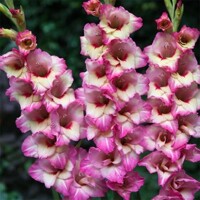 Gladioly Novara - 5 ks v balení