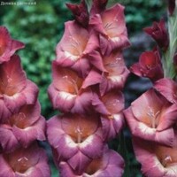 Gladioly Penny Lane - 5 ks v balení