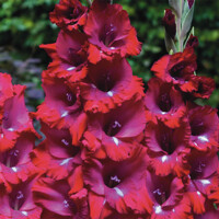 Gladioly San Siro - 5 ks v balení