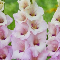 Gladioly Venezia - 5 ks v balení