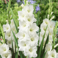 Gladioly Bangladesh - 5 ks v balení