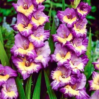 Gladioly Dynamite - 5 ks v balení