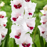 Gladioly Fiorentina - 5 ks v balení