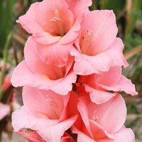 Gladioly Fortarosa - 5 ks v balení