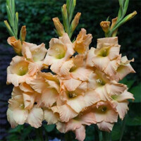 Gladioly Kane - 5 ks v balení