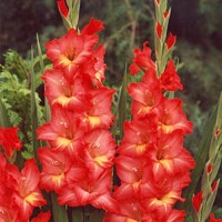 Gladioly Nikita - 5 ks v balení