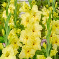 Gladioly Nova Lux - 5 ks v balení