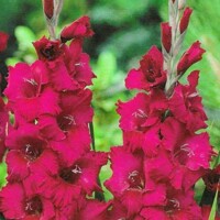 Gladioly Plum Tart - 5 ks v balení