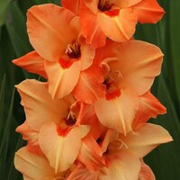 Gladioly Royal Class - 5 ks v balení